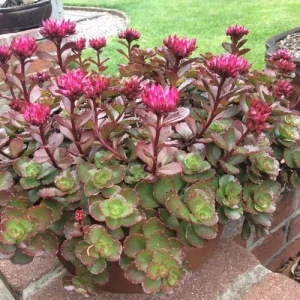 Sedum Spurium 'Fuldaglut' Live Plant - Bronze-Red Stonecrop, Low-Growing Perennial for Outdoor Gardens - Image 7