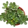 Sedum takesimense Succulent Live Plant - Drought Tolerant Perennial - Image 1