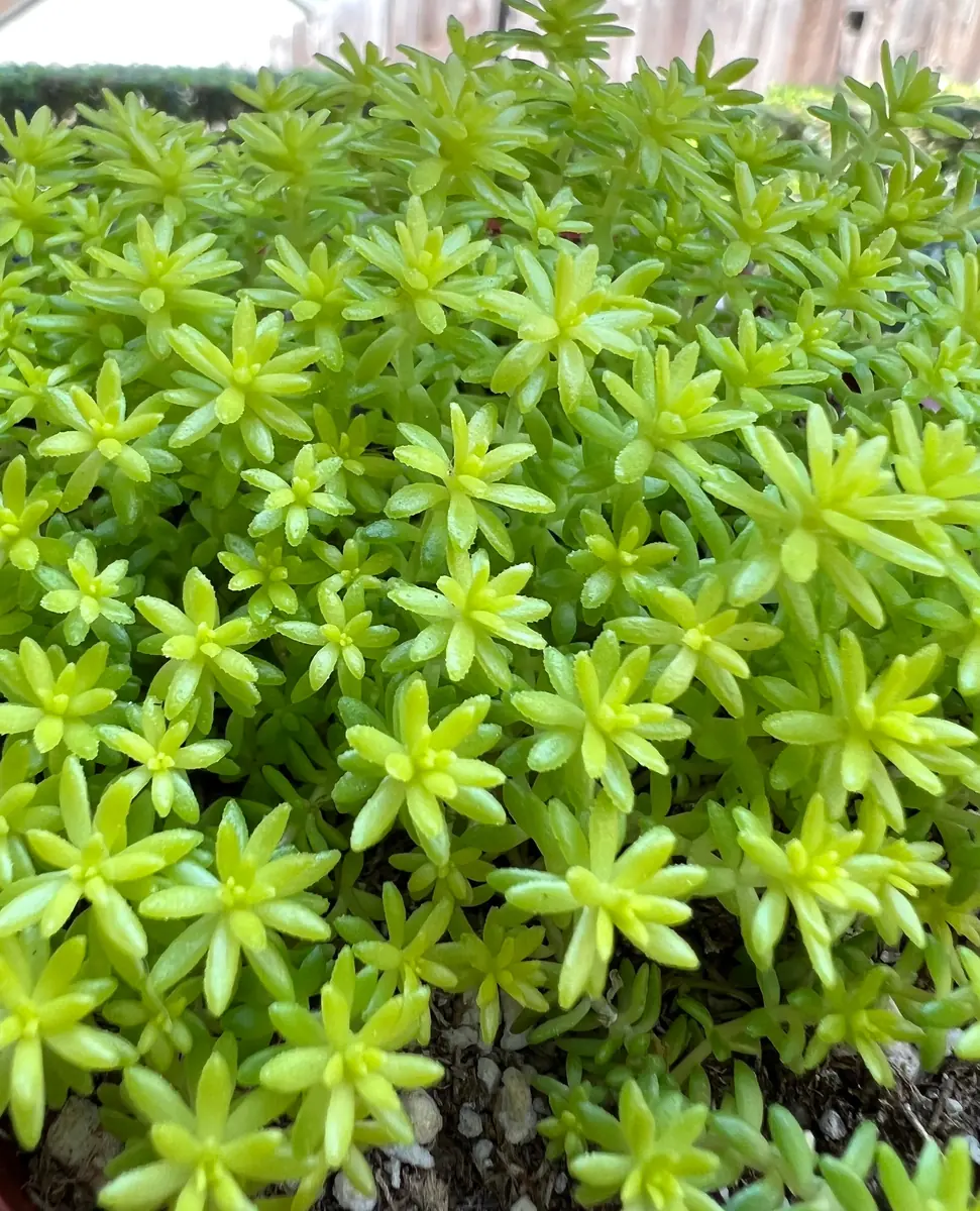 Sedum Tokyo Sun Live Plant - Yellow Stonecrop Succulent, 2 inch Pot - Image 2