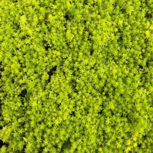 Sedum Tokyo Sun Live Plant - Yellow Stonecrop Succulent, 2 inch Pot - Image 3