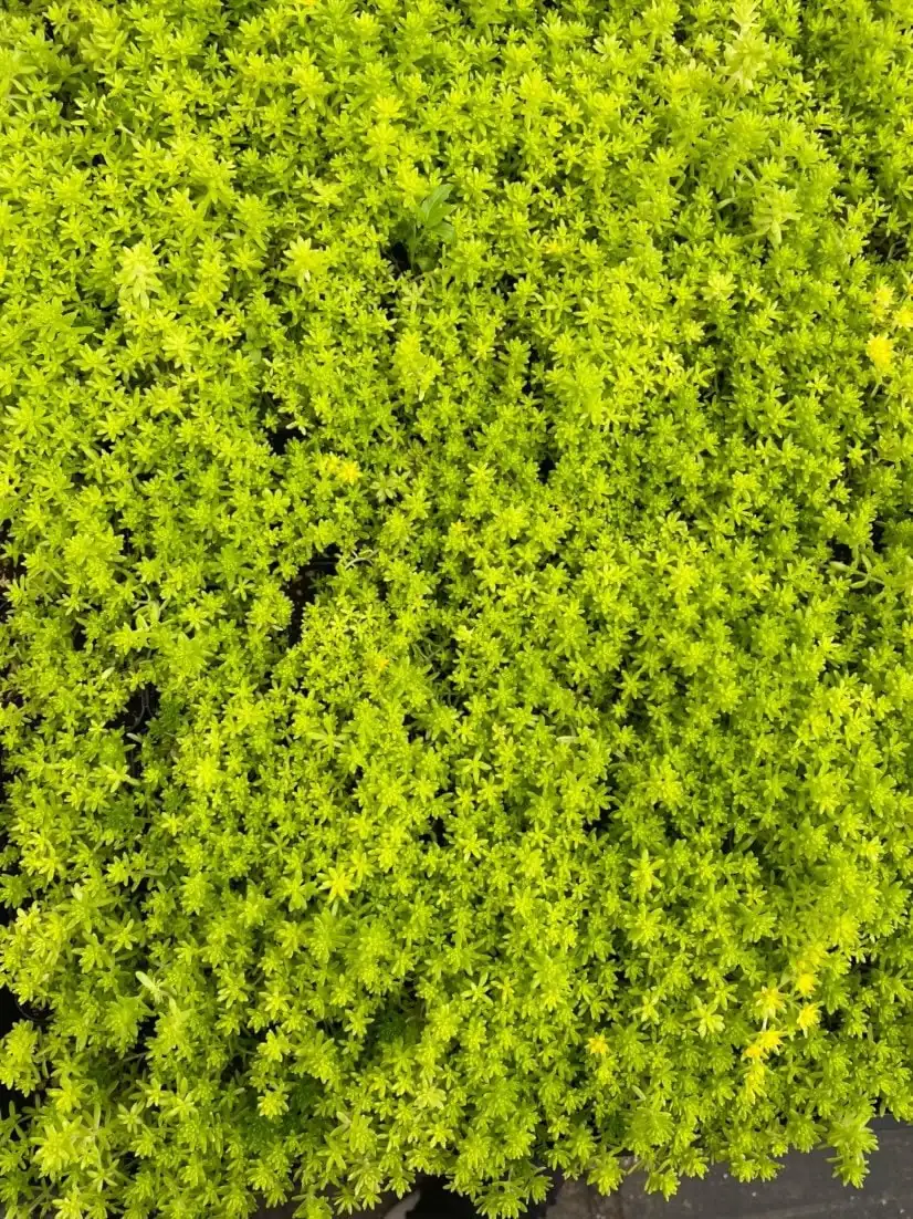 Sedum Tokyo Sun Live Plant - Yellow Stonecrop Succulent, 2 inch Pot - Image 3