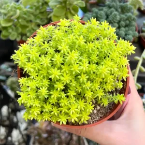 Sedum Tokyo Sun Live Plant - Yellow Stonecrop Succulent, 2 inch Pot - Image 1