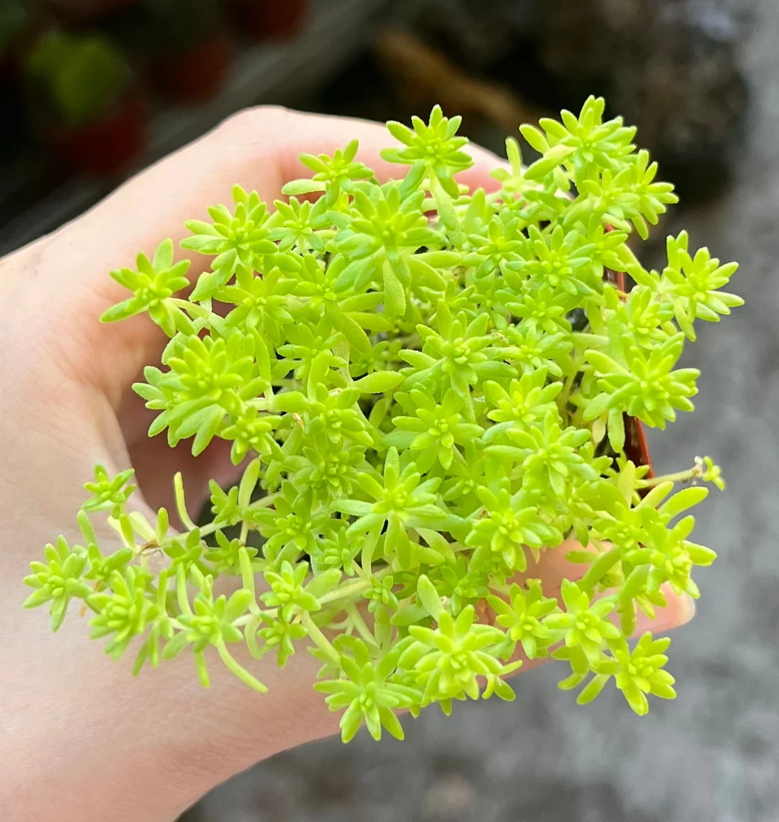 Sedum Tokyo Sun Live Plant - Yellow Stonecrop Succulent, 2 inch Pot - Image 4