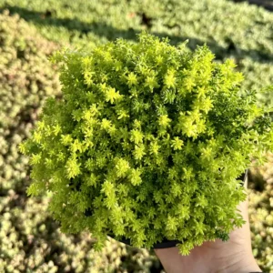 Sedum Tokyo Sun Live Plant - Yellow Stonecrop Succulent, 2 inch Pot - Image 5