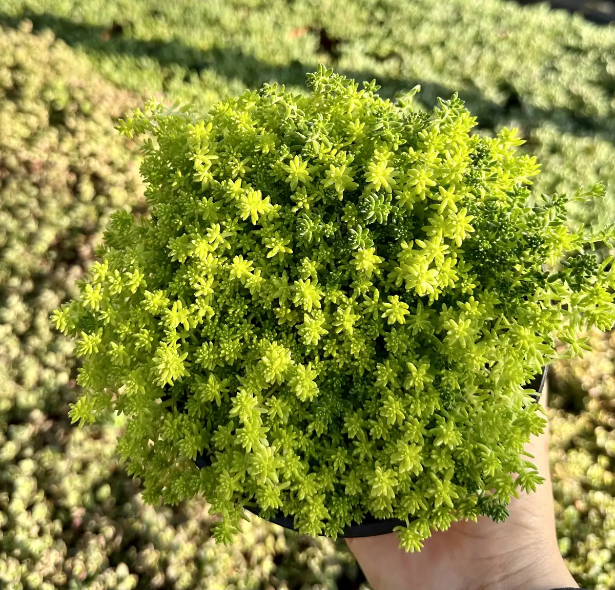 Sedum Tokyo Sun Live Plant - Yellow Stonecrop Succulent, 2 inch Pot - Image 5