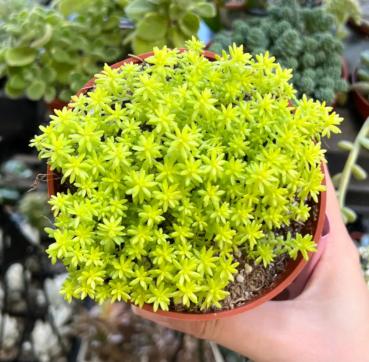 Sedum Tokyo Sun Live Plant - Yellow Stonecrop Succulent, 2 inch Pot - Image 1