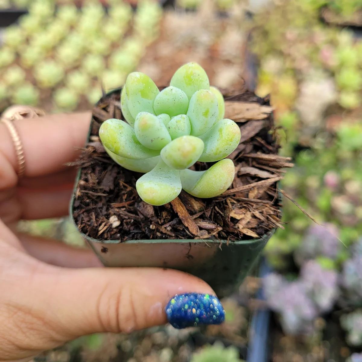 Sedum treleasei Live Succulent Plant – Drought Tolerant Indoor/Outdoor - Image 3