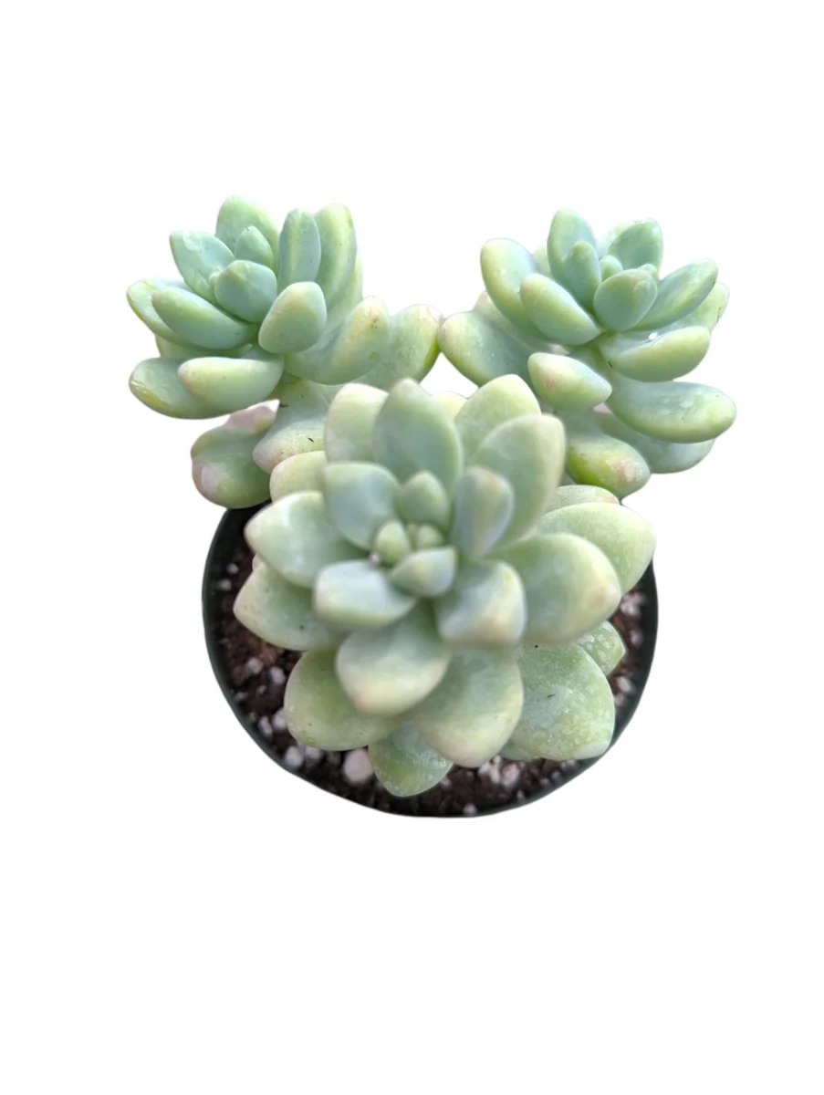 Sedum treleasei Live Succulent Plant – Drought Tolerant Indoor/Outdoor - Image 5