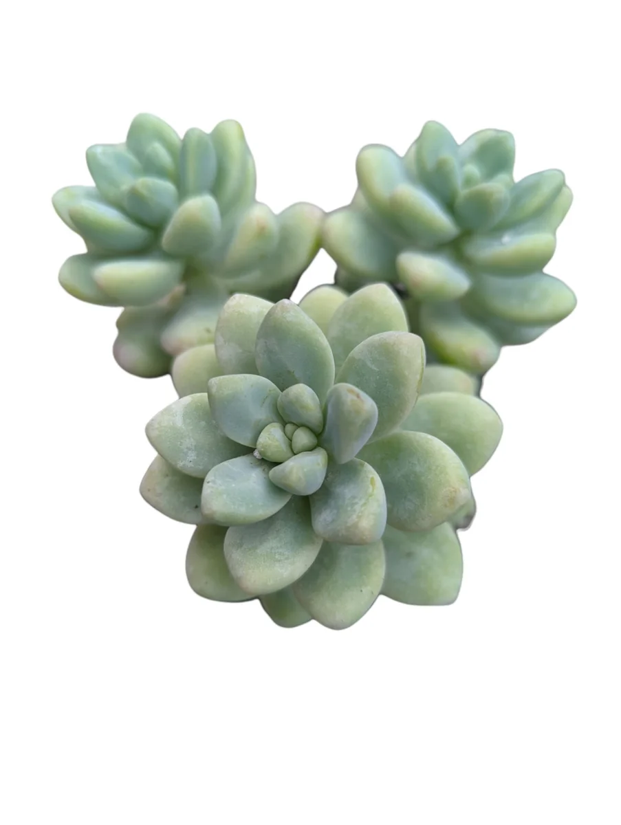 Sedum treleasei Live Succulent Plant – Drought Tolerant Indoor/Outdoor - Image 6