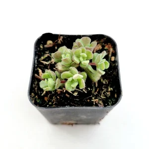 Sedum versadense Korean Succulent Live Plant - Drought Tolerant - Image 2