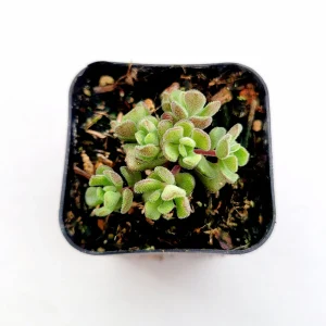 Sedum versadense Korean Succulent Live Plant - Drought Tolerant - Image 3