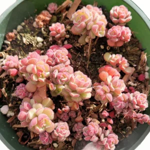 Sedum versadense Korean Succulent Live Plant - Drought Tolerant - Image 1