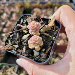 Sedum versadense Korean Succulent Live Plant - Drought Tolerant - Image 5