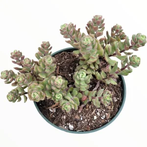 Sedum versadense Korean Succulent Live Plant - Drought Tolerant - Image 7