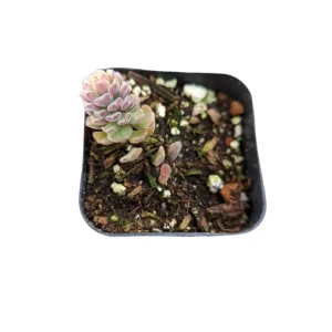 Sedum versadense Korean Succulent Live Plant - Drought Tolerant - Image 8