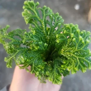 Selaginella Frosty Fern Live Plant - 2 inch Pot - Tropical Terrarium Houseplant - Image 3
