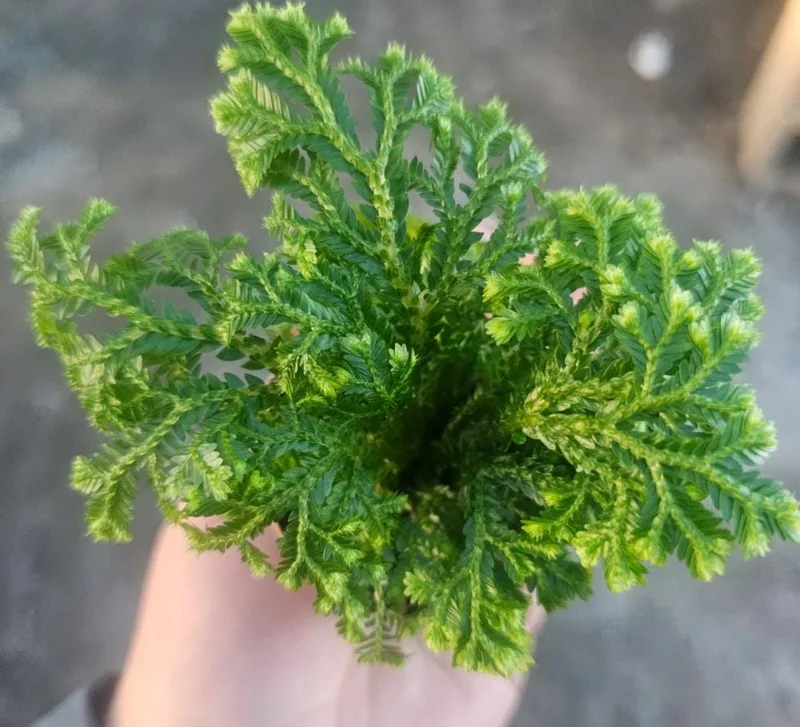 Selaginella Frosty Fern Live Plant - 2 inch Pot - Tropical Terrarium Houseplant - Image 3