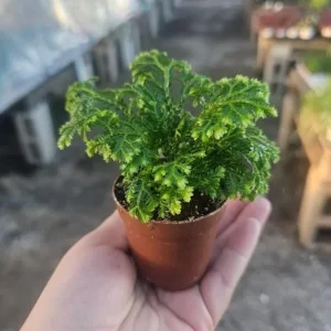 Selaginella Frosty Fern Live Plant - 2 inch Pot - Tropical Terrarium Houseplant - Image 4