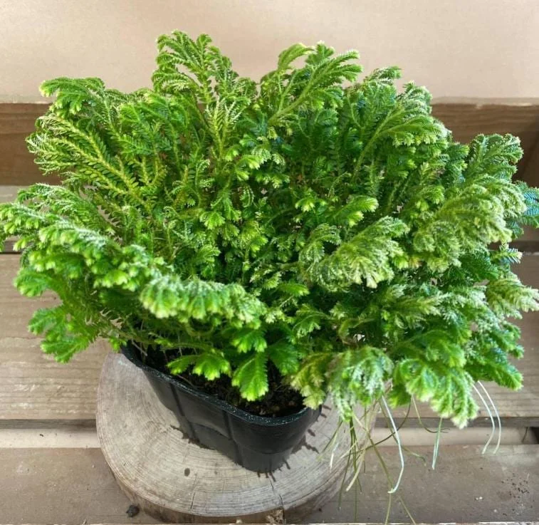 Selaginella Frosty Fern Live Plant - 2 inch Pot - Tropical Terrarium Houseplant - Image 1