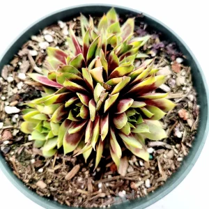 Sempervivum Chick Charms Gold Nugget Succulent Plant – Live Succulent - Image 5