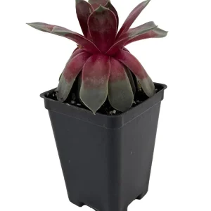 Sempervivum Chick Charms Steel Appeal Live Plant – Hens & Chicks Succulent – 2.5" Pot - Image 2