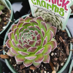 Sempervivum Chick Charms Sugar Simmer Live Succulent Plant - Drought Tolerant - Image 2