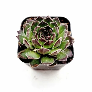 Sempervivum Chick Charms Sugar Simmer Live Succulent Plant - Drought Tolerant - Image 3