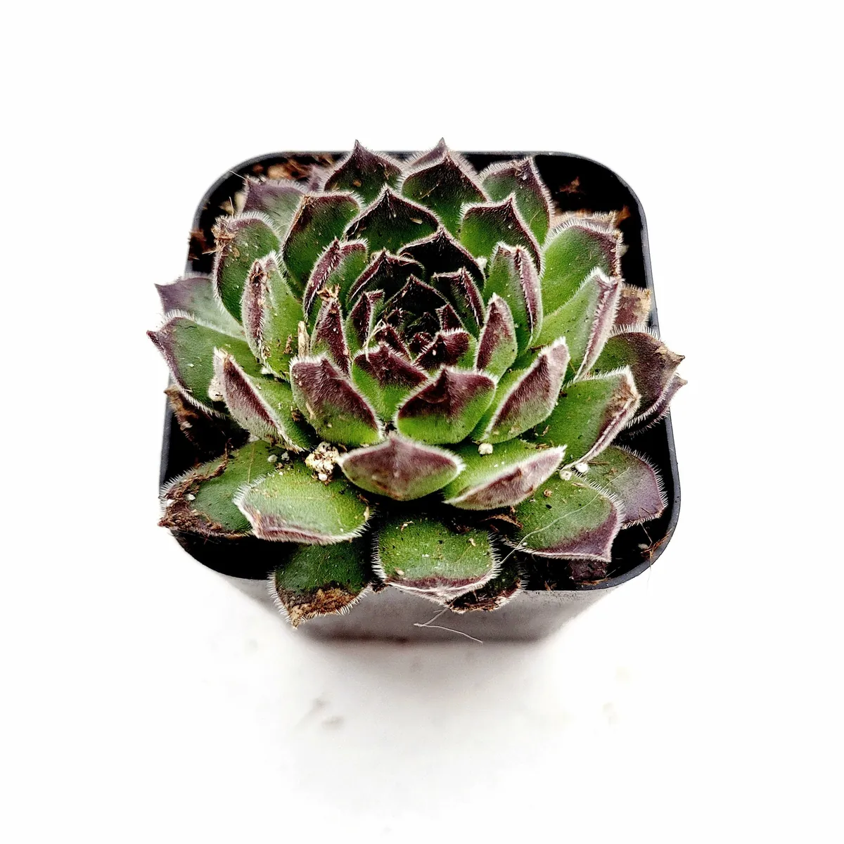 Sempervivum Chick Charms Sugar Simmer Live Succulent Plant - Drought Tolerant - Image 3