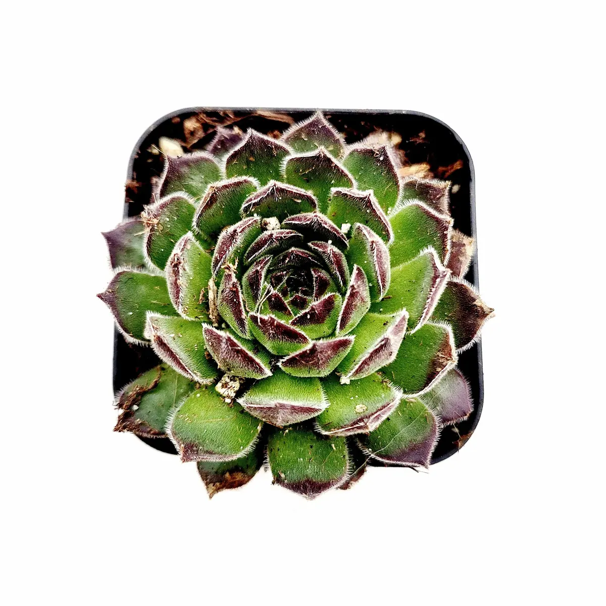 Sempervivum Chick Charms Sugar Simmer Live Succulent Plant - Drought Tolerant - Image 4