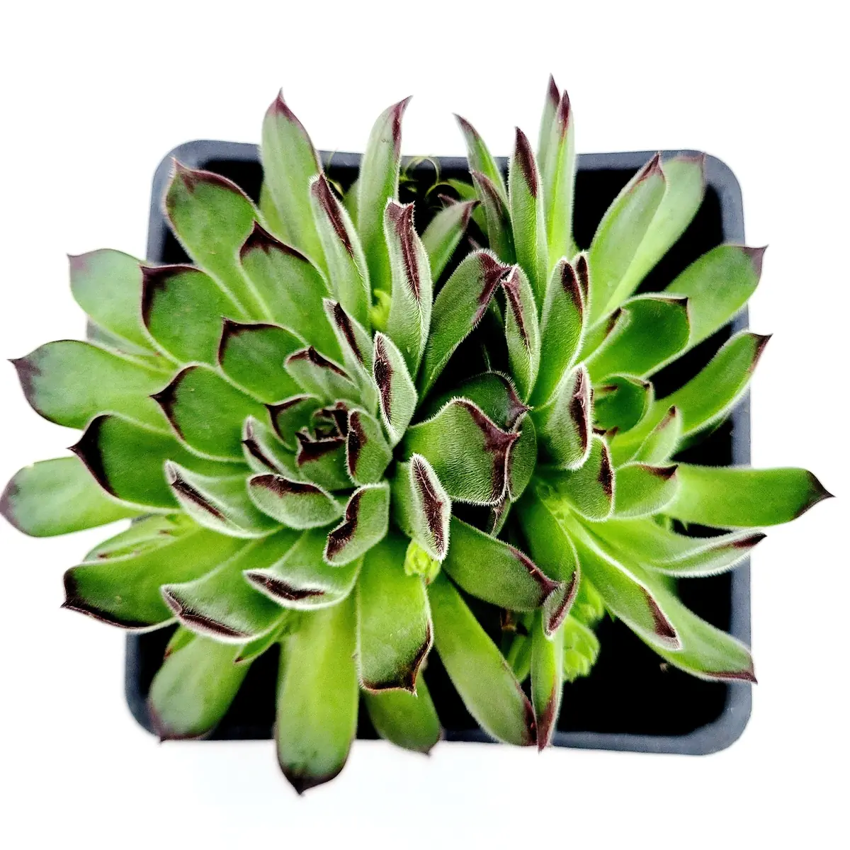 Sempervivum Chick Charms Sugar Simmer Live Succulent Plant - Drought Tolerant - Image 5