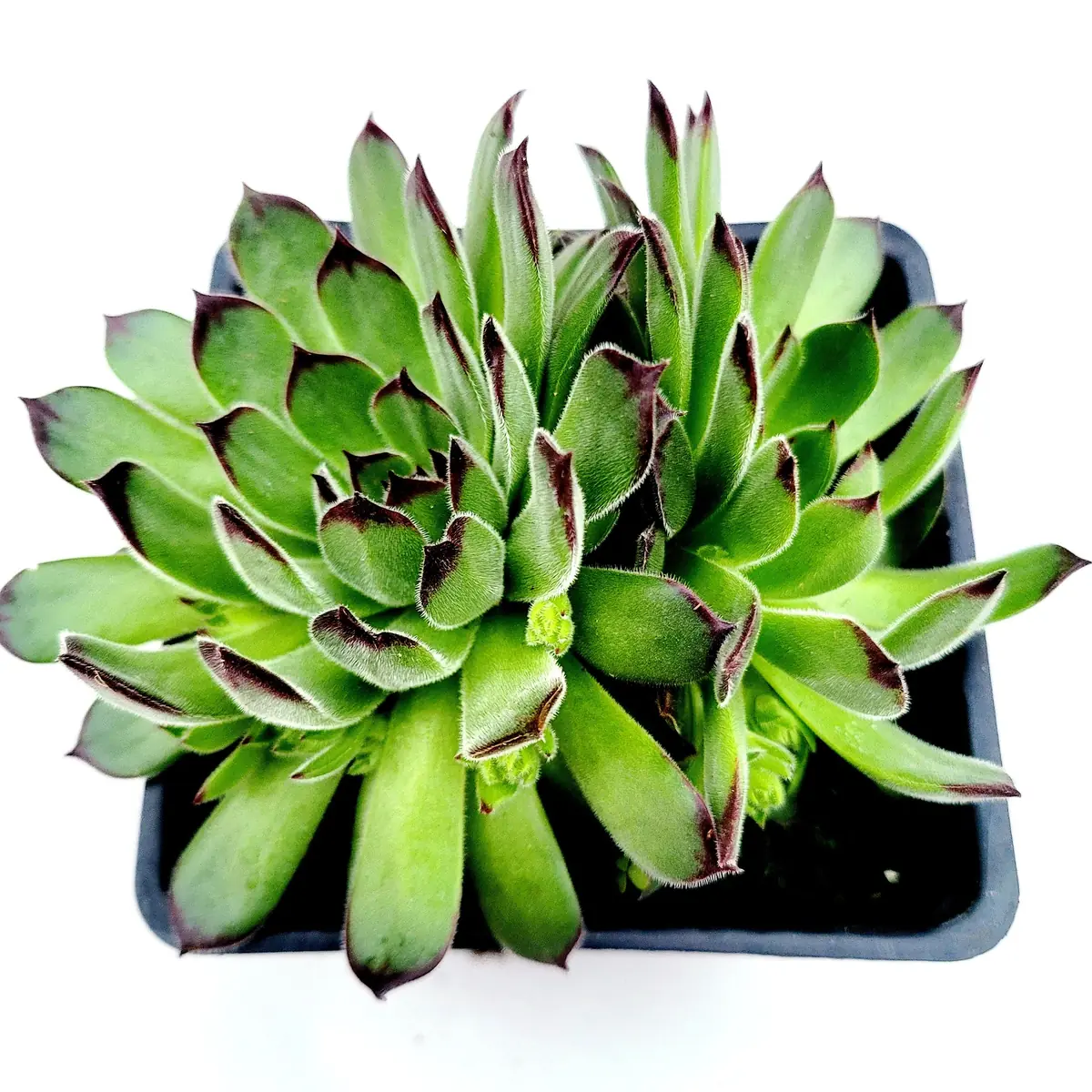 Sempervivum Chick Charms Sugar Simmer Live Succulent Plant - Drought Tolerant - Image 6