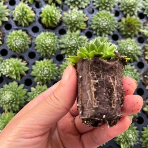 Sempervivum Colorockz Hens & Chicks Live Succulent Plant 1 inch Plug Hardy Outdoor - Image 10