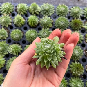 Sempervivum Colorockz Hens & Chicks Live Succulent Plant 1 inch Plug Hardy Outdoor - Image 2
