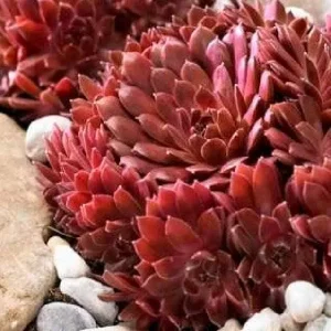 Sempervivum Colorockz Hens & Chicks Live Succulent Plant 1 inch Plug Hardy Outdoor - Image 1