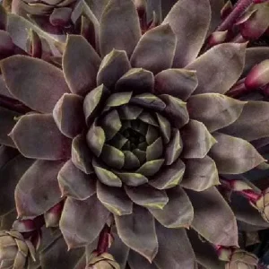 Sempervivum Colorockz Hens & Chicks Live Succulent Plant 1 inch Plug Hardy Outdoor - Image 7