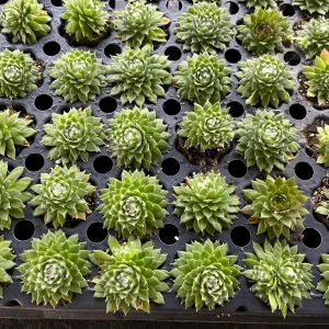 Sempervivum Colorockz Hens & Chicks Live Succulent Plant 1 inch Plug Hardy Outdoor - Image 8