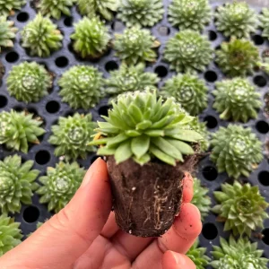 Sempervivum Colorockz Hens & Chicks Live Succulent Plant 1 inch Plug Hardy Outdoor - Image 9