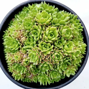 Sempervivum 'Cornelia' Succulent Live Plant - Hardy & Drought-Tolerant - Image 2
