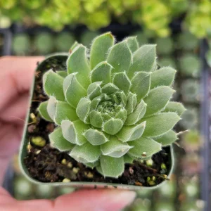 Sempervivum 'Cornelia' Succulent Live Plant - Hardy & Drought-Tolerant - Image 3