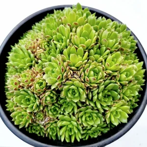 Sempervivum 'Cornelia' Succulent Live Plant - Hardy & Drought-Tolerant - Image 1