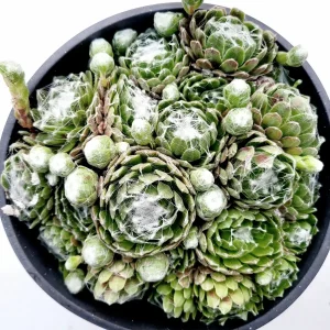Sempervivum 'Hurricane' Succulent Live Plant - Drought-Tolerant, Easy Care - Image 2