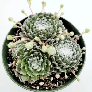 Sempervivum 'Hurricane' Succulent Live Plant - Drought-Tolerant, Easy Care - Image 4
