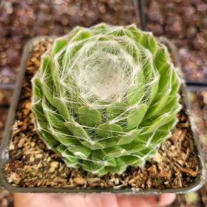 Sempervivum 'Hurricane' Succulent Live Plant - Drought-Tolerant, Easy Care - Image 7