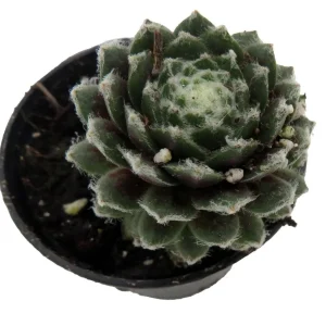 Sempervivum Nerdy Nelly Live Plant – Hens & Chicks Succulent – 2 inch Pot – Outdoor Hardy - Image 3