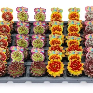 Sempervivum Nerdy Nelly Live Plant – Hens & Chicks Succulent – 2 inch Pot – Outdoor Hardy - Image 4