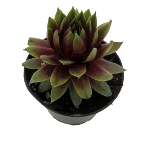 Sempervivum Rowdy Rudy Live Plant – Succulent – 2 inch Pot – Outdoor - Image 2