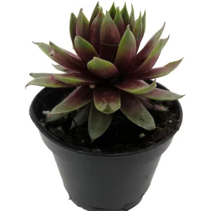 Sempervivum Rowdy Rudy Live Plant – Succulent – 2 inch Pot – Outdoor - Image 3