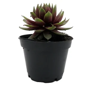 Sempervivum Rowdy Rudy Live Plant – Succulent – 2 inch Pot – Outdoor - Image 1