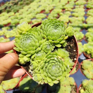 Sempervivum Soboliferum Succulent Plant - Hardy Live Succulent - Image 1