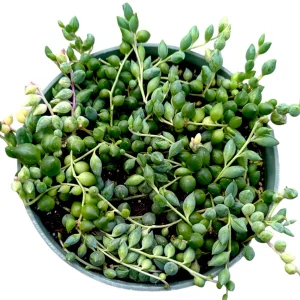 Senecio 'Angel Tears' Variegata Succulent Live Plant - Drought Tolerant - Image 4